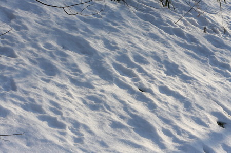 雪0223-2_1.JPG